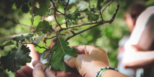 De educatieve boerderij en de natuur op Camping La Sardane